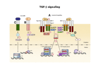 TGF-β signaling
