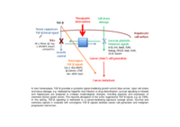 TGF-β signaling