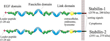 Molekülstruktur Stabiline