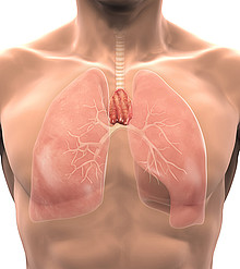 Bei Myasthenia gravis spielt die Thymusdrüse eine große Rolle. Durch eine Thymus-Entfernung kann die Krankheit häufig geheilt werden.