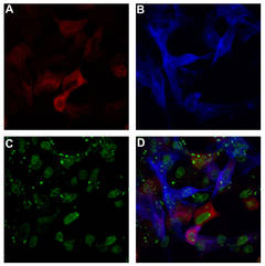 FIV infected cells co-expressing a neuroimmune regulator (NiReg) FIV infected cells co-expressing a neuroimmune regulator (NiReg)