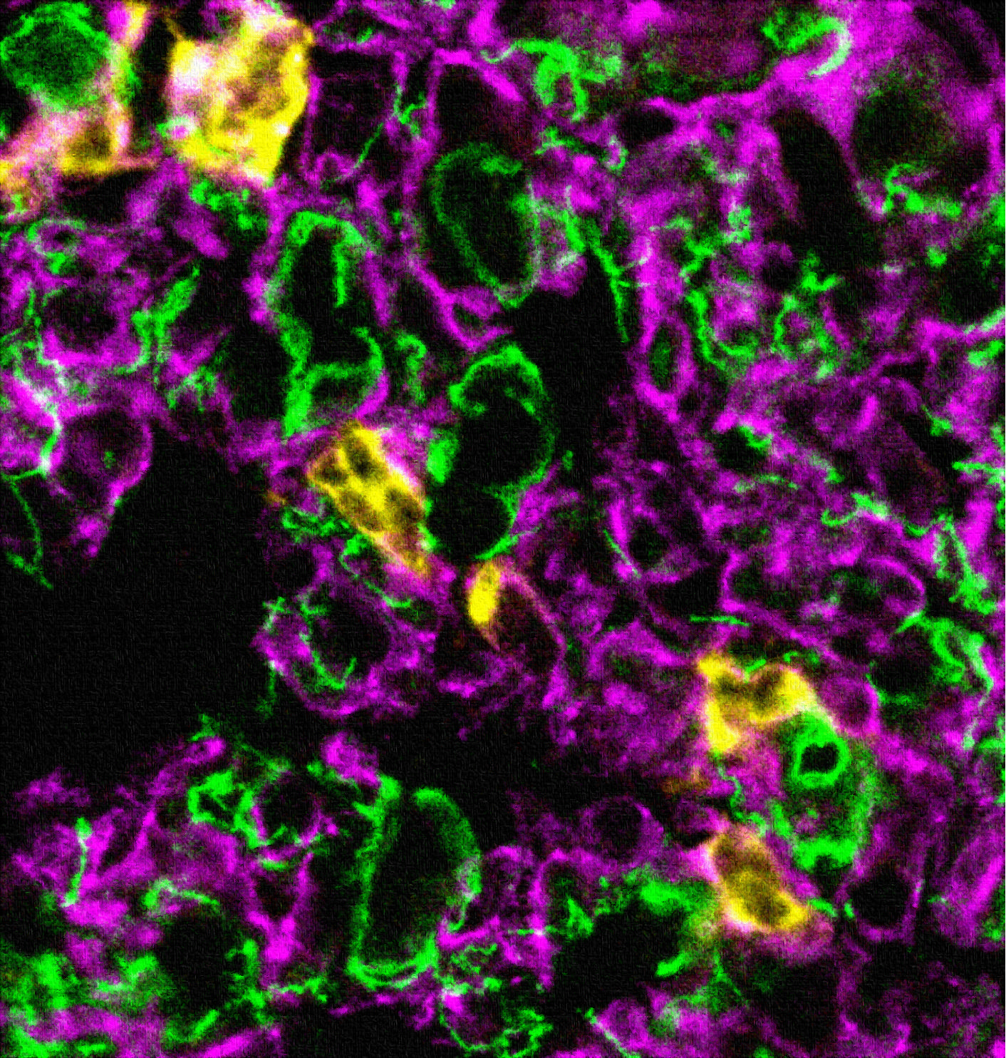 Das Bild zeigt eine bunte Aufnahme aus der wissenschaftlichen Forschung, die diese Pressemitteilung beschreibt